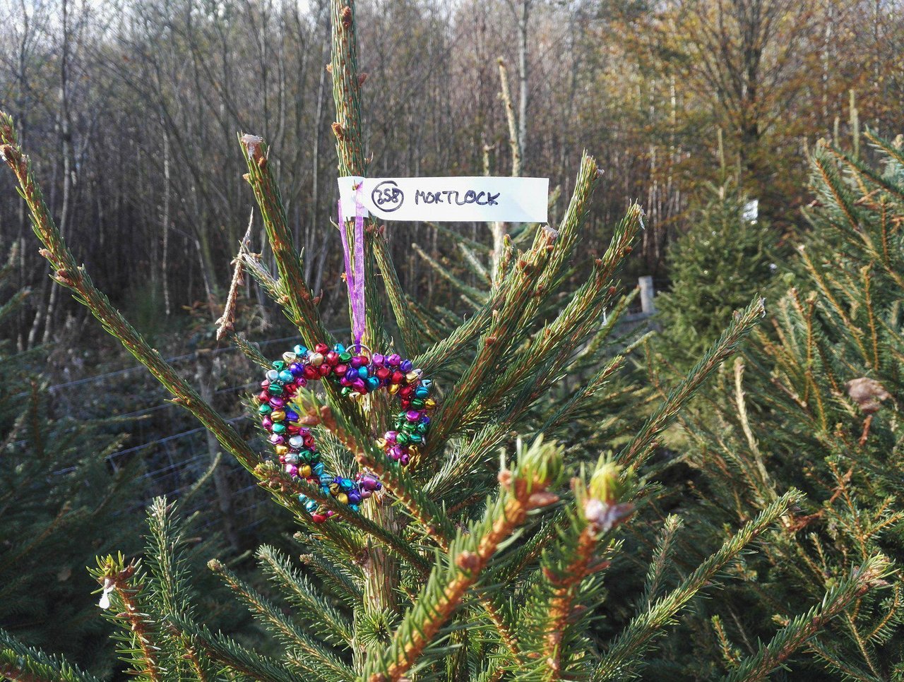 Lifestyle: Tips For Choosing The Perfect Christmas Tree